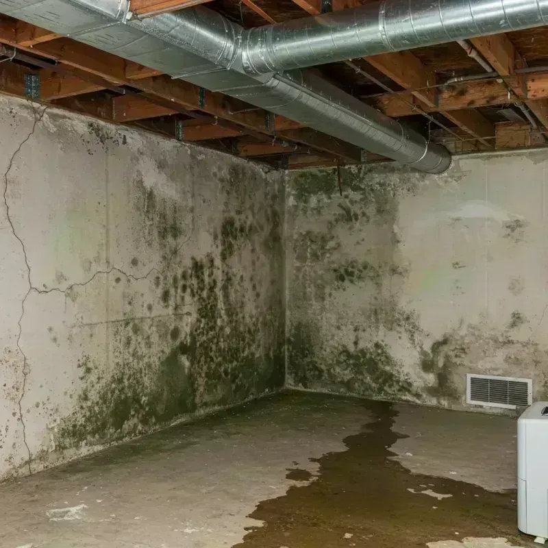 Professional Mold Removal in Adair County, KY